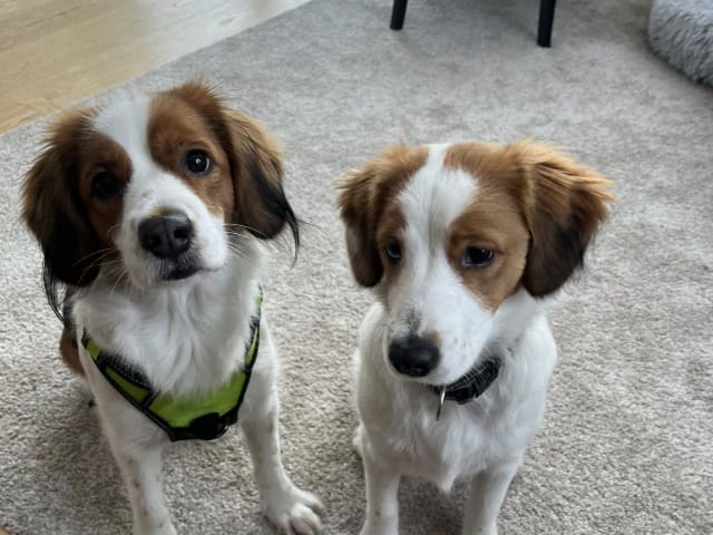 Dutch Kooikerhondje