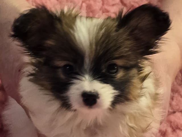 Papillon