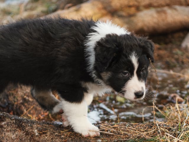 Australian Shepherd