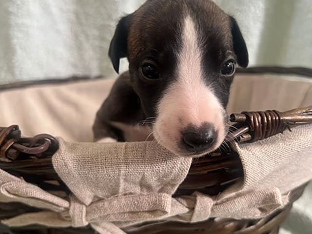 Whippet