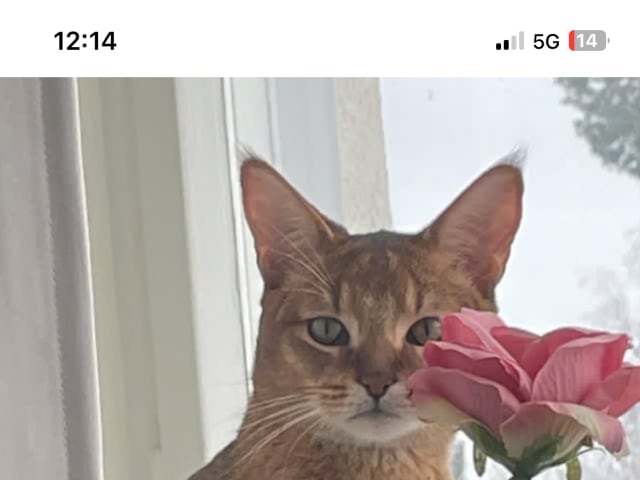 Chausie · Järfälla · Elia Y.