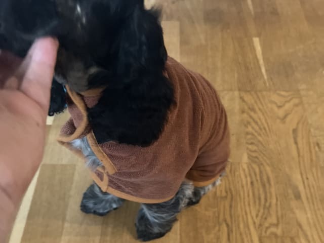 Cocker Spaniel · Kristianstad · Jeanette N.