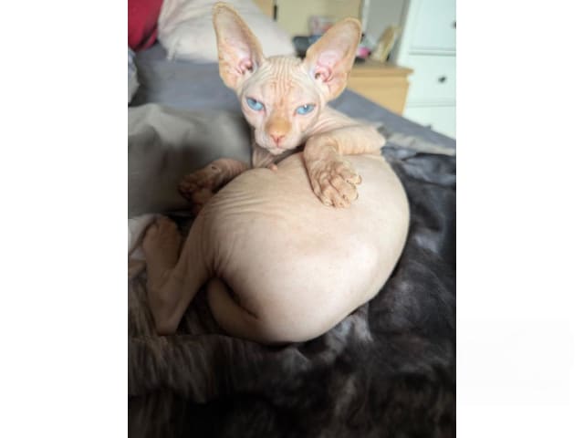 Sphynx · Sala · SE*LånstaGård's
