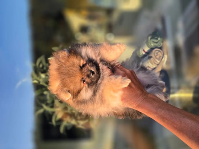 Pomeranian