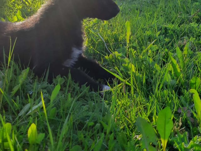 Alaska husky · Trångsviken · Markus E.