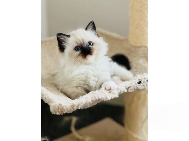 Ragdoll · Trollhättan · SE*Sapphire Blue Eyes