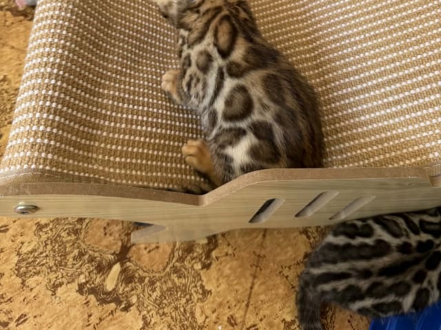 Bengal