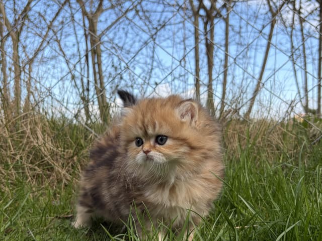 British Longhair
