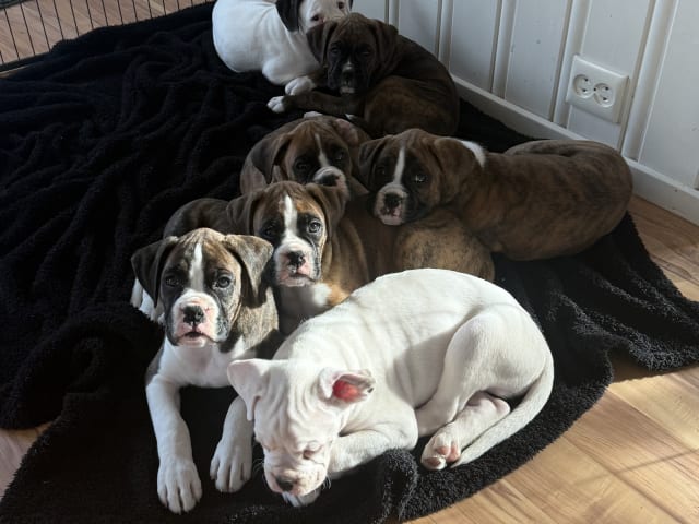 Boxer