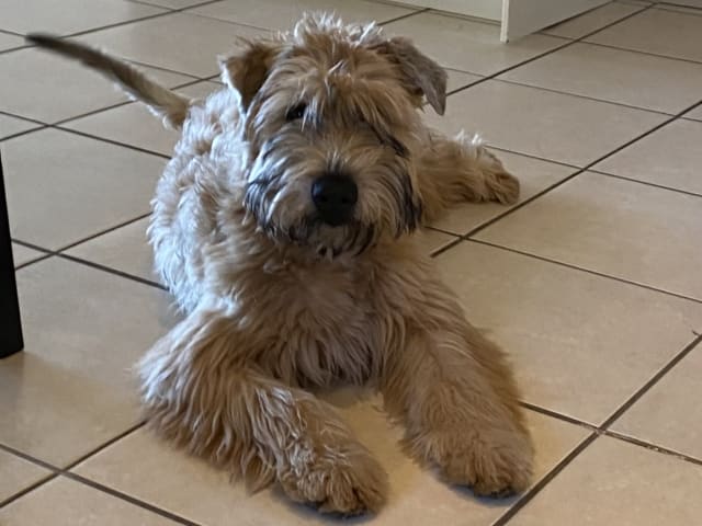 Irish Soft Coated Wheaten Terrier