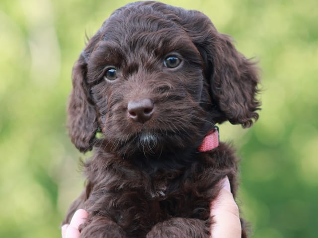Bernedoodle