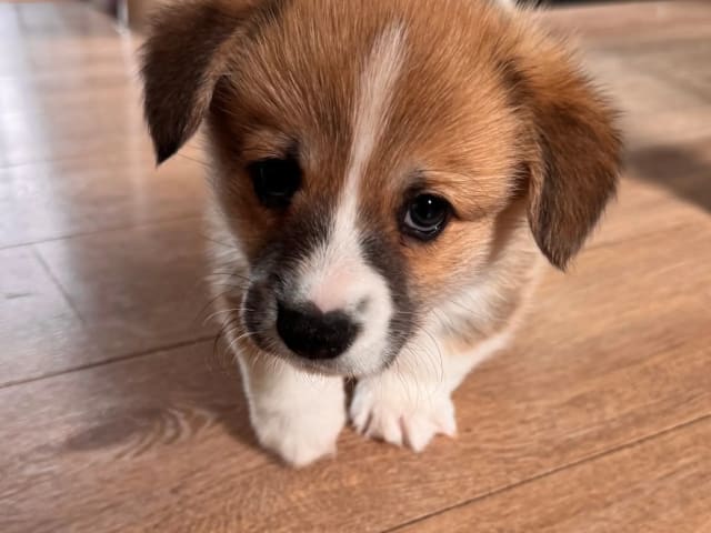Welsh Corgi Pembroke · Ballangen · Stokkenes