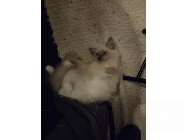 Ragdoll · Vårby · SE*Ragsu's