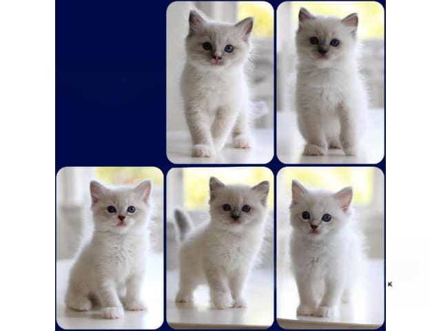 Ragdoll · Norrtälje · SE*Västersjöns