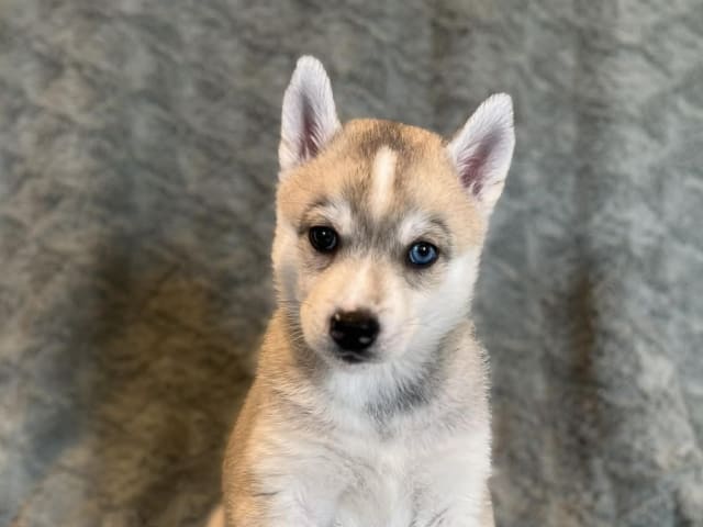 Siberian Husky