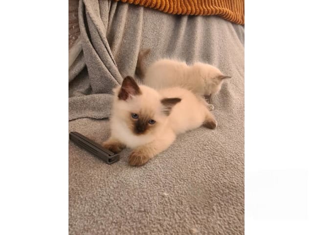 Ragdoll · Jämshög · SE*Eniliacat's
