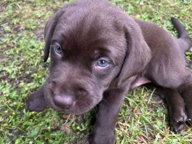 Labrador Retriever