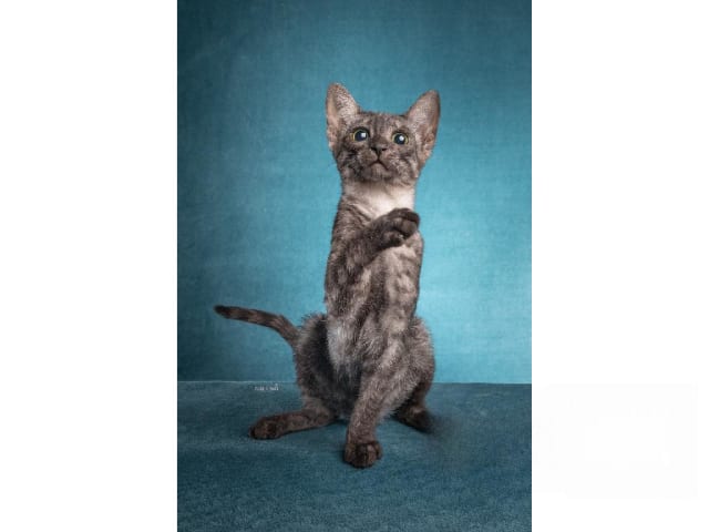 Egyptian Mau · Järfälla · SE*Mjako