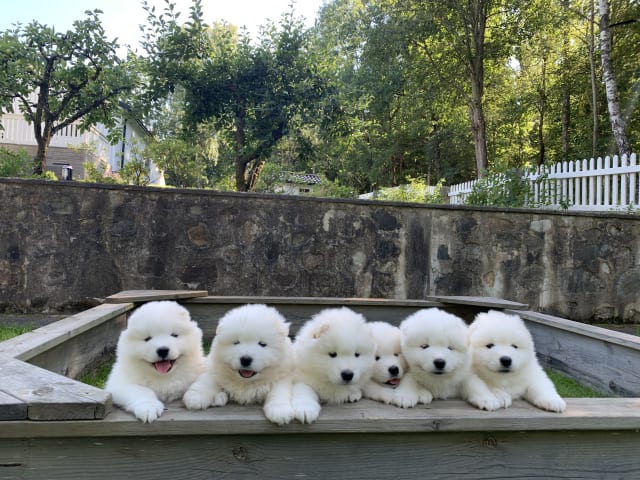 Samoyed