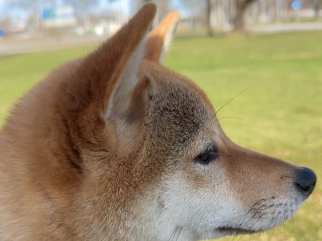 Shiba Inu