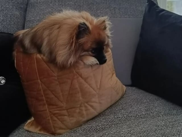 German Spitz – Kleinspitz · Oppegård · Vivian Høeg Møller