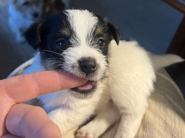Jack Russell terrier