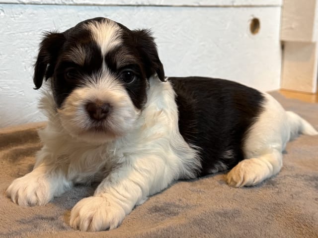 Bichon havanais · Lidköping · Tommy P.