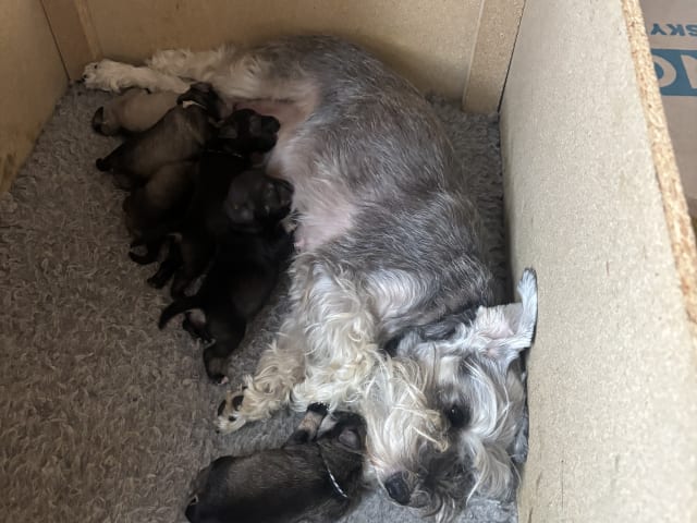 Miniature Schnauzer · Partille · Encalnas' Kennel