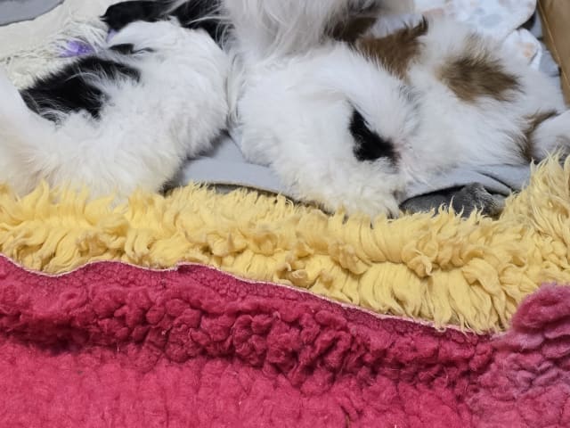 Papillon