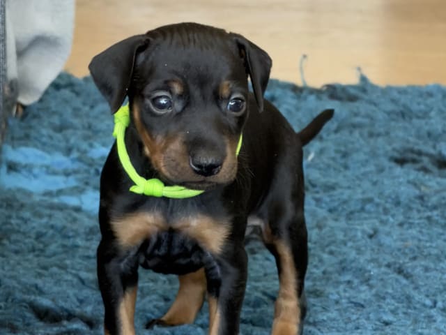 Manchester Terrier · Rennesøy · WestChester Kennel