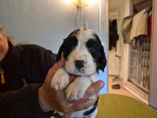 English Springer Spaniel · Hallstavik · Belgarbo's