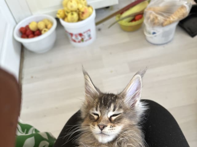 Maine Coon · Boliden · Wikslynx