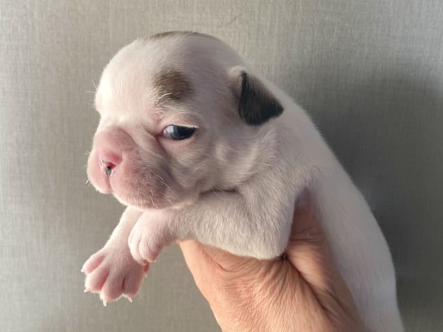 Fransk bulldogg · östervåla · Dexline's