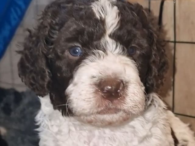 Spanish Water Dog (Perro de Agua Espanol)