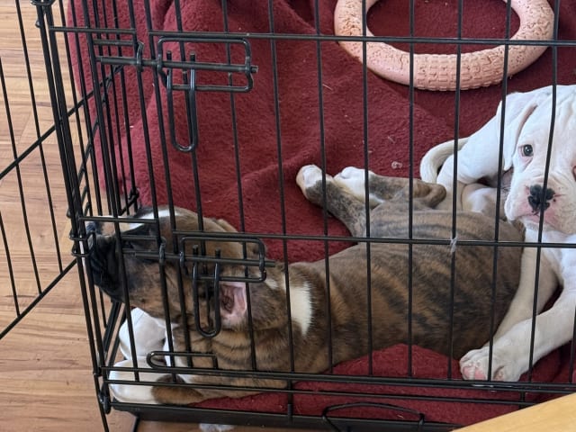 Boxer