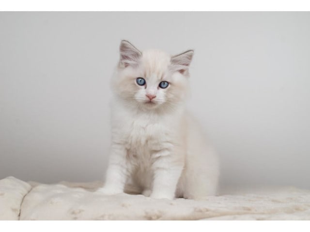 Ragdoll