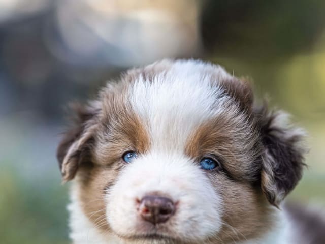 Miniature American Shepherd