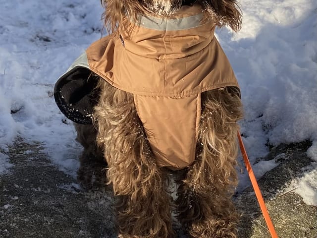 Portuguese Water Dog