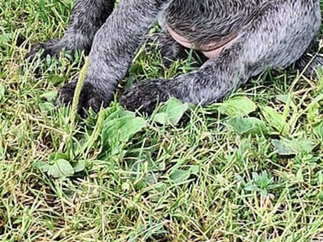 German Shorthaired Pointer (Vorsteh)