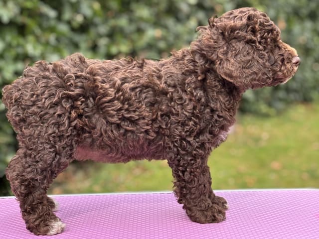 Perro de Agua Español