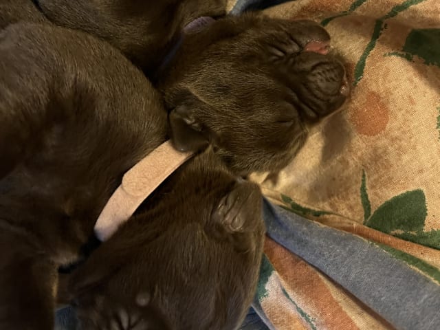 Labrador retriever · Mariestad · Värmdö kennel