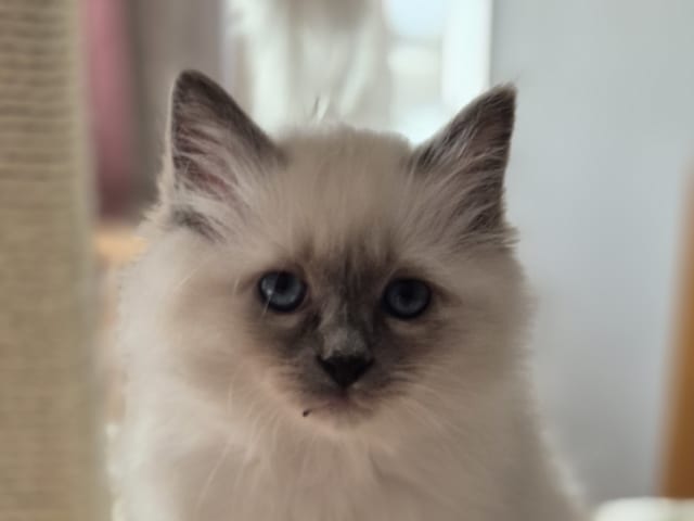 Birman