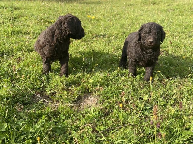 Labradoodle · Nol · Lyckliga Vovven
