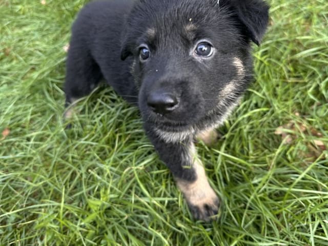 German Shepherd Dog · Søllested · Team Østergaard's
