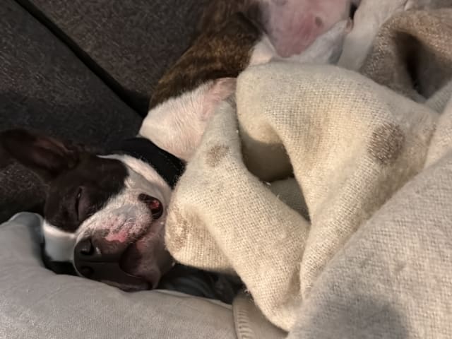 Bostonterrier