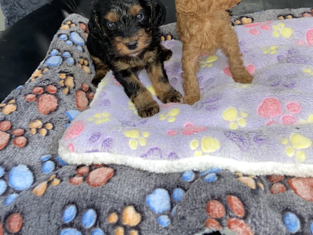Shihpoo · Nol · Lyckliga Vovven