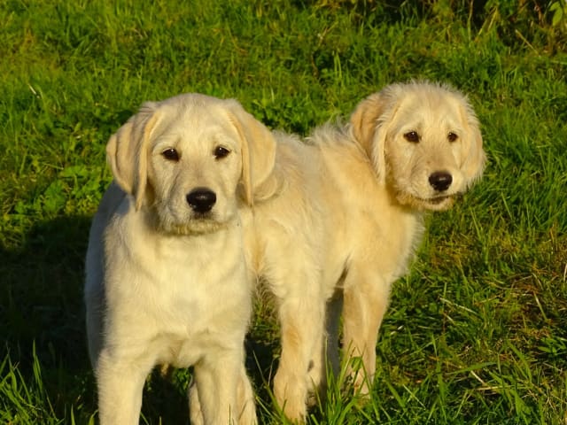 Labradoodle · överkalix · Humlehjarta