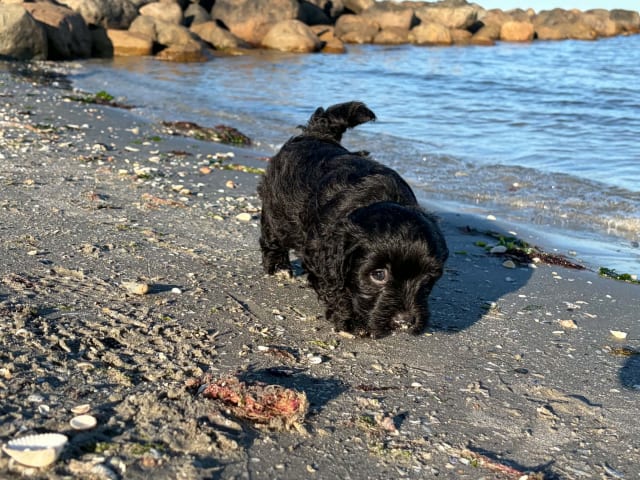 Maltipoo · Kirkholt · Ellinor C.
