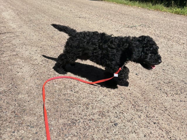 Cockerpoo · Kristinehamn · Marielle B.