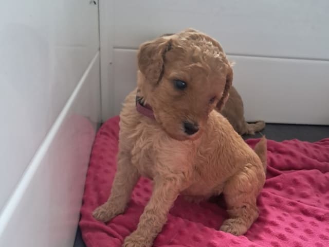 Standard Poodle · Svinninge · Golden Curly Dream